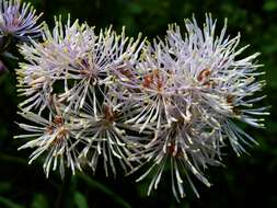 Image of Thalictrum aquilegiifolium