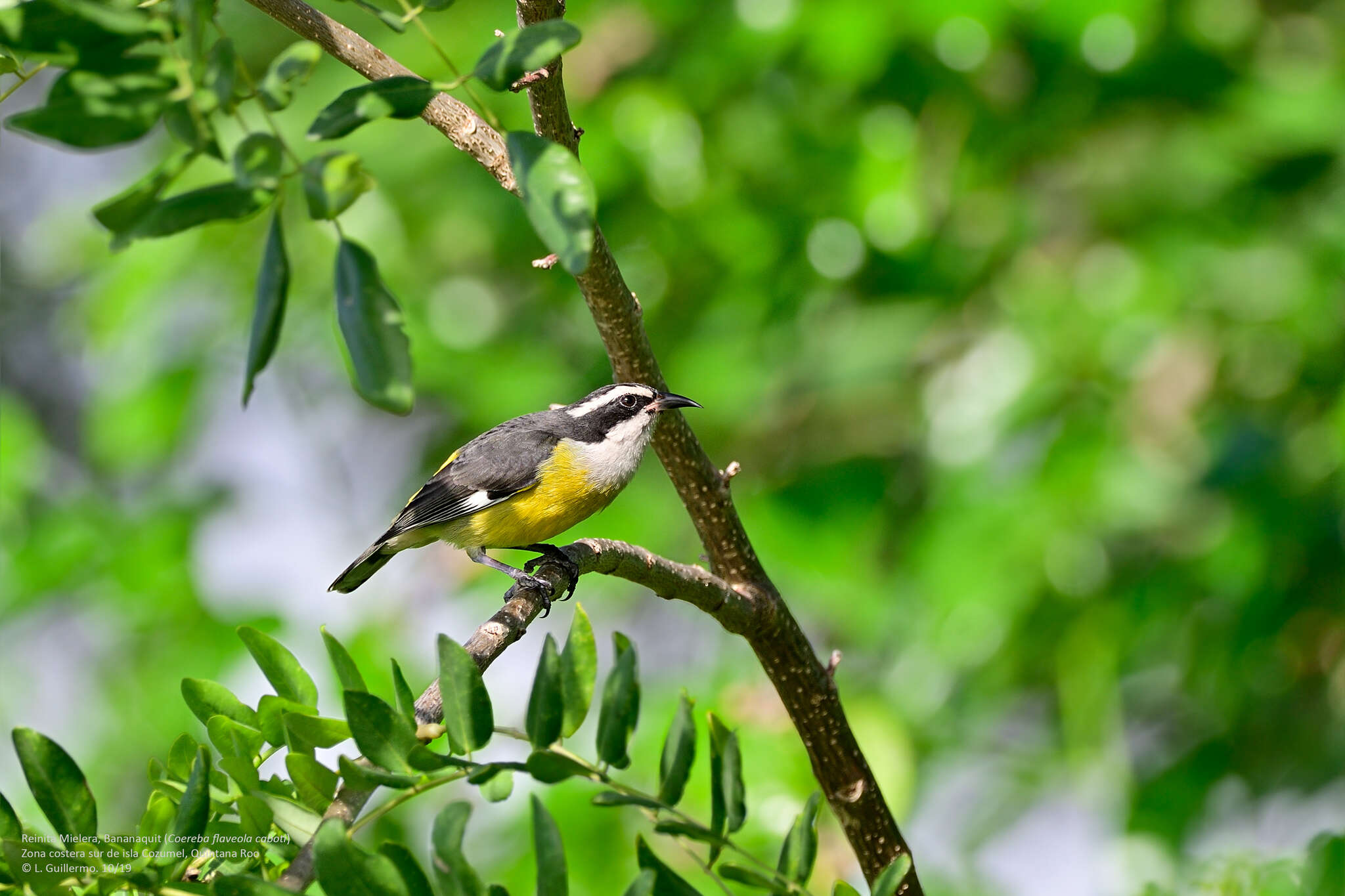 صورة Coereba flaveola caboti (Baird & SF 1873)