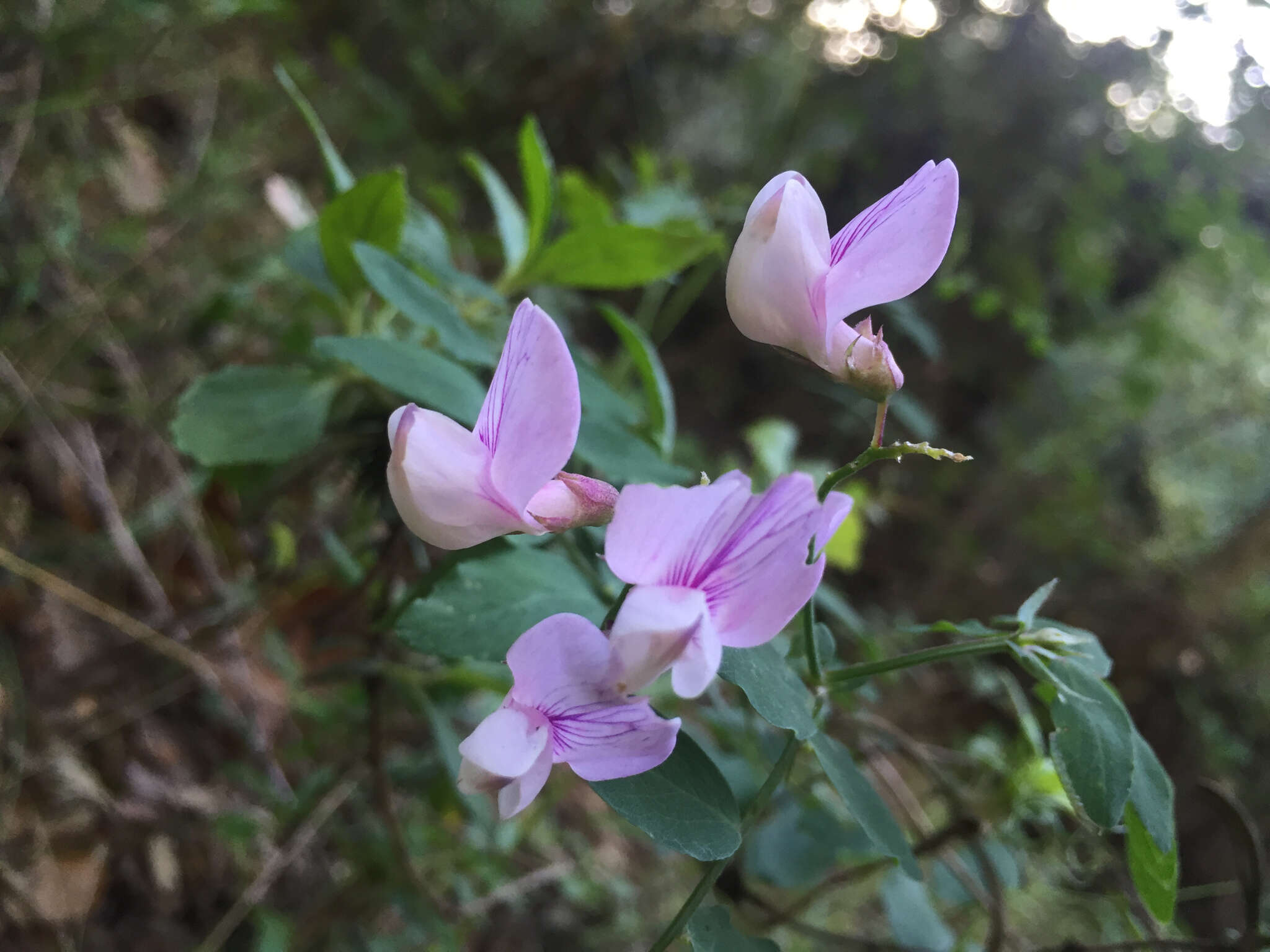 Image of Pacific pea