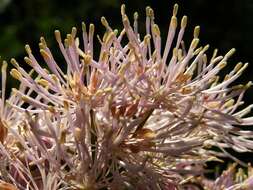 Image of Thalictrum aquilegiifolium