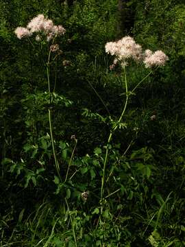 Image of Thalictrum aquilegiifolium