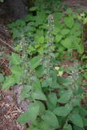 Sivun Stachys alpina L. kuva