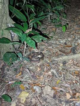 Image of Central American bushmaster