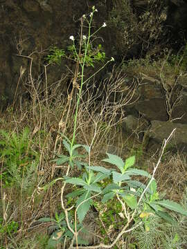 Image of Crambe laevigata DC. ex H. Christ