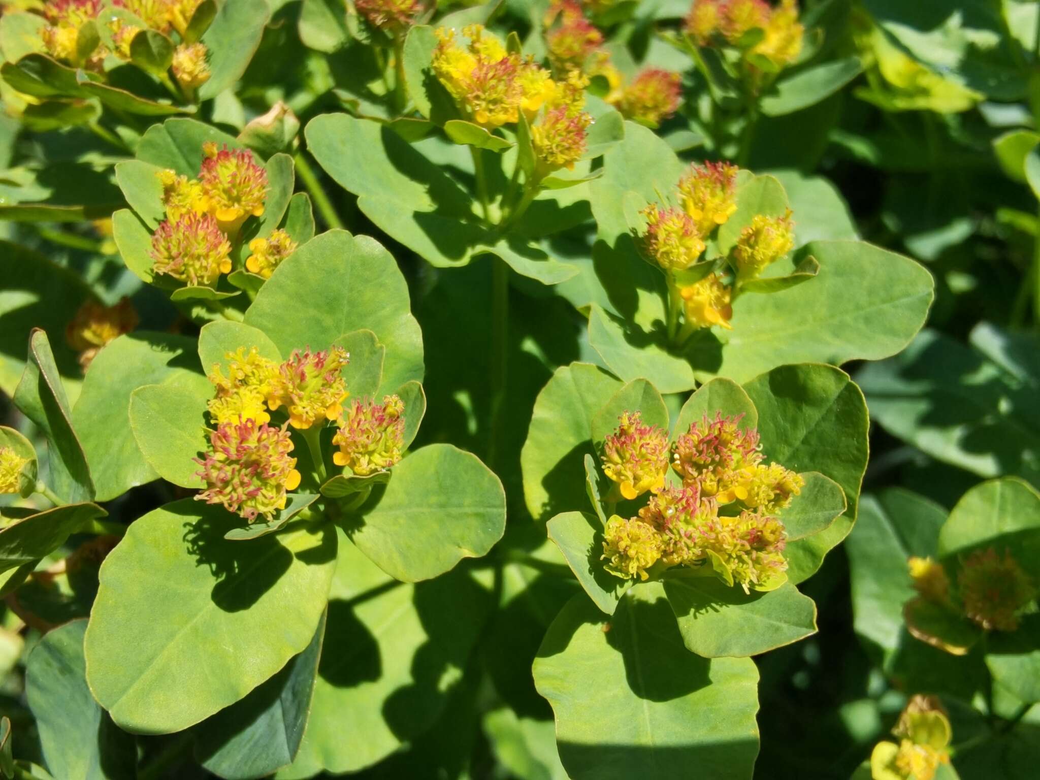 Euphorbia epithymoides L. resmi