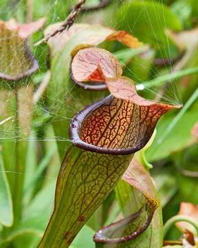 Image of Mountain Sweet Pitcherplant