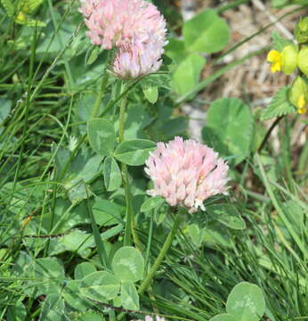 Image of Western Clover