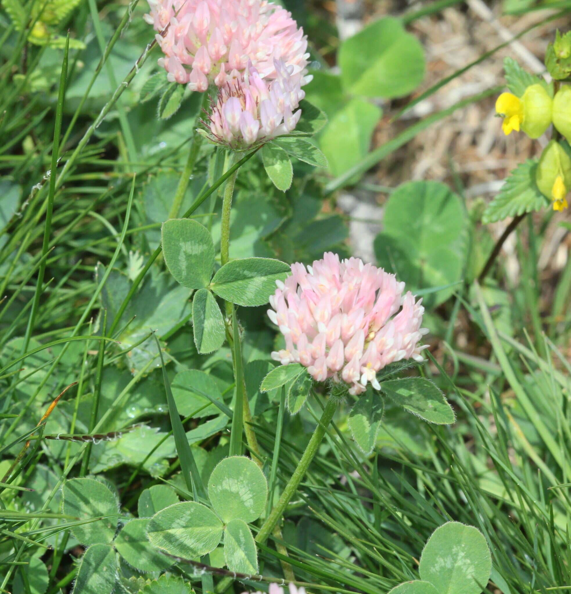 Слика од Trifolium repens subsp. prostratum Nyman