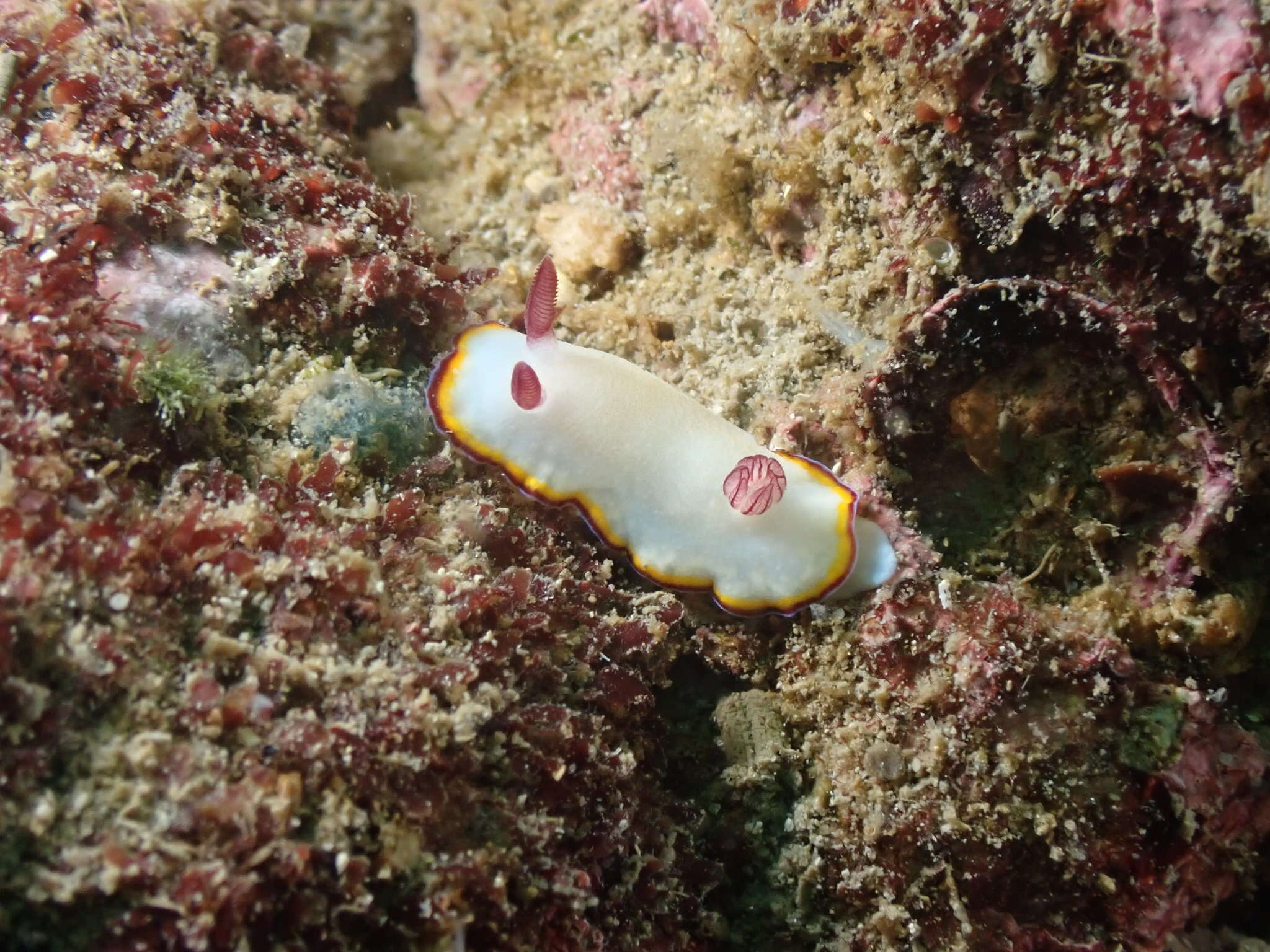 Слика од Goniobranchus sinensis (Rudman 1985)