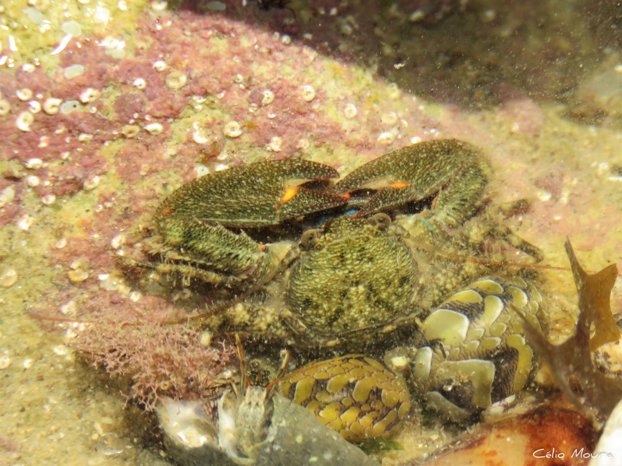 Image of green porcelain crab