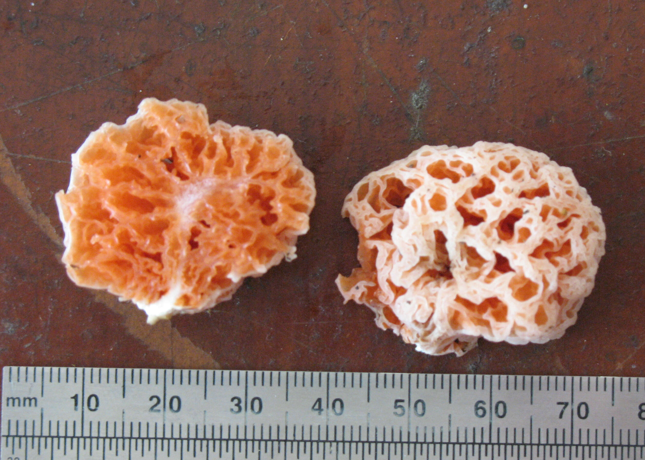 Image of Spongiforma