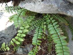 Plancia ëd Asplenium heterochroum Kunze