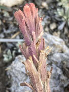 Image de Castilleja praeterita Heckard & Bacigal.