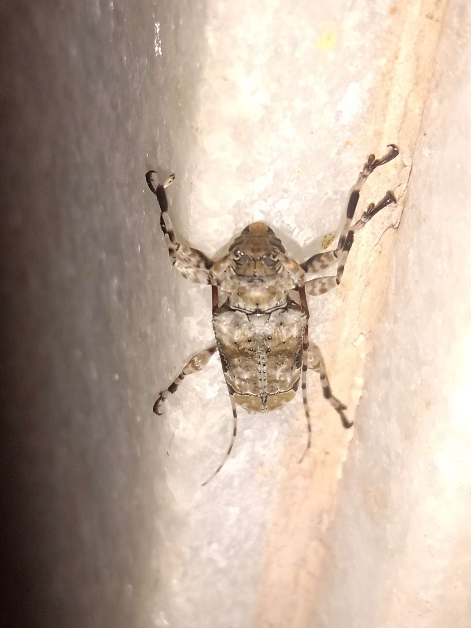 Oreodera glauca (Linné 1758)的圖片