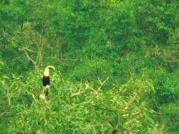 Image of Red-billed Toucan