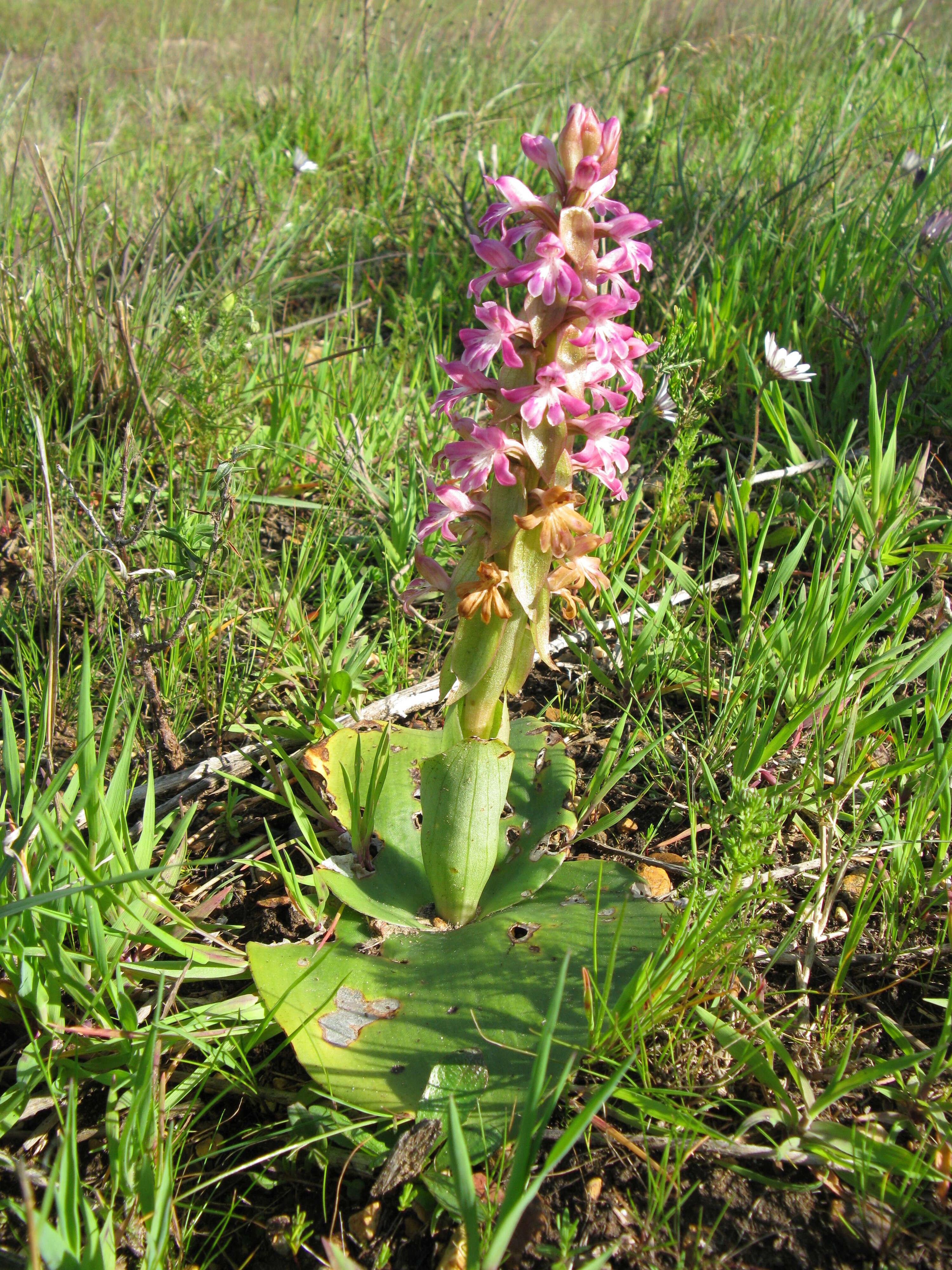 Image of Satyrium erectum Sw.