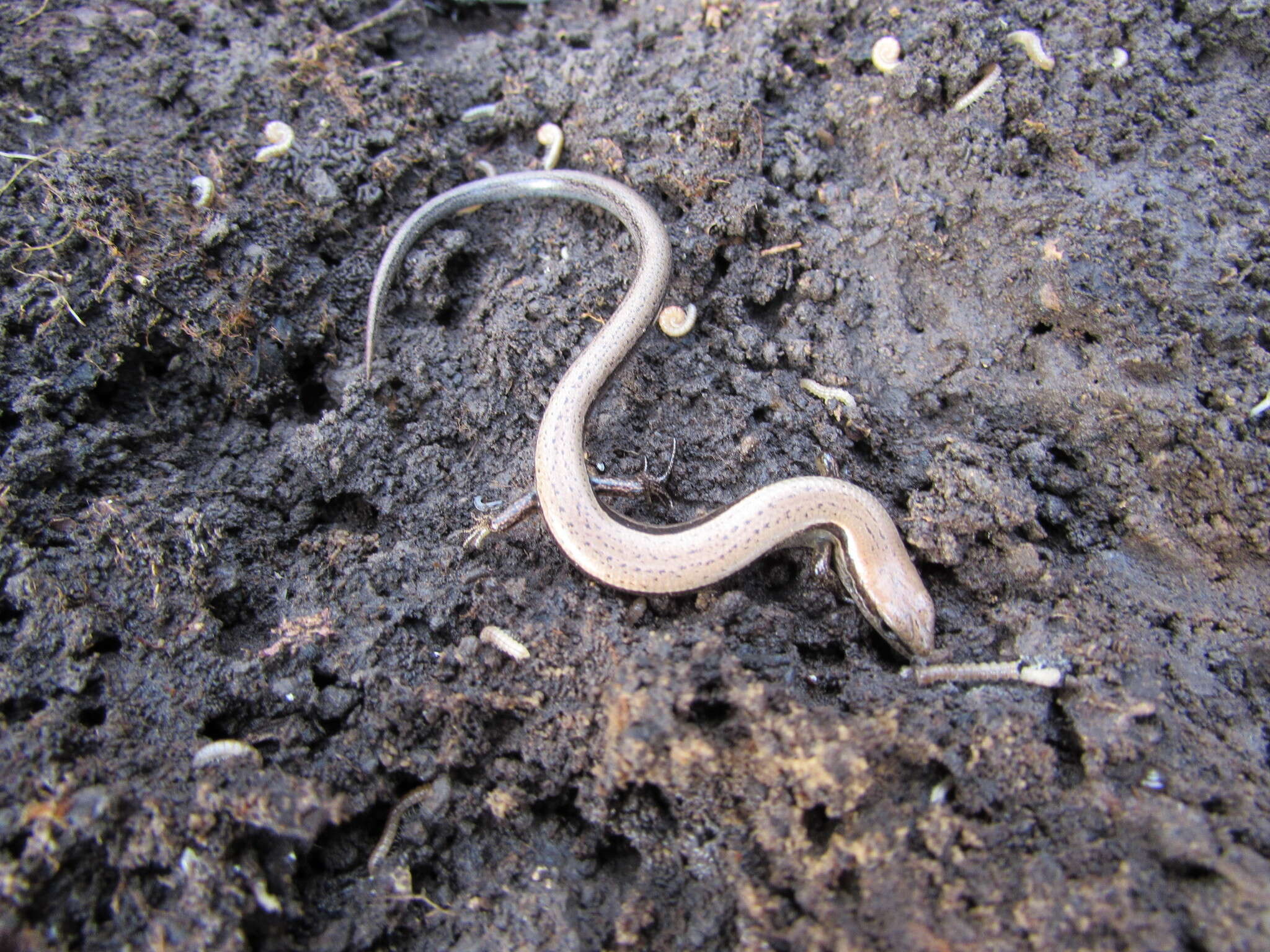 Image of Ground Skink