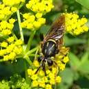 Image of Sphecomyia vittata (Wiedemann 1830)