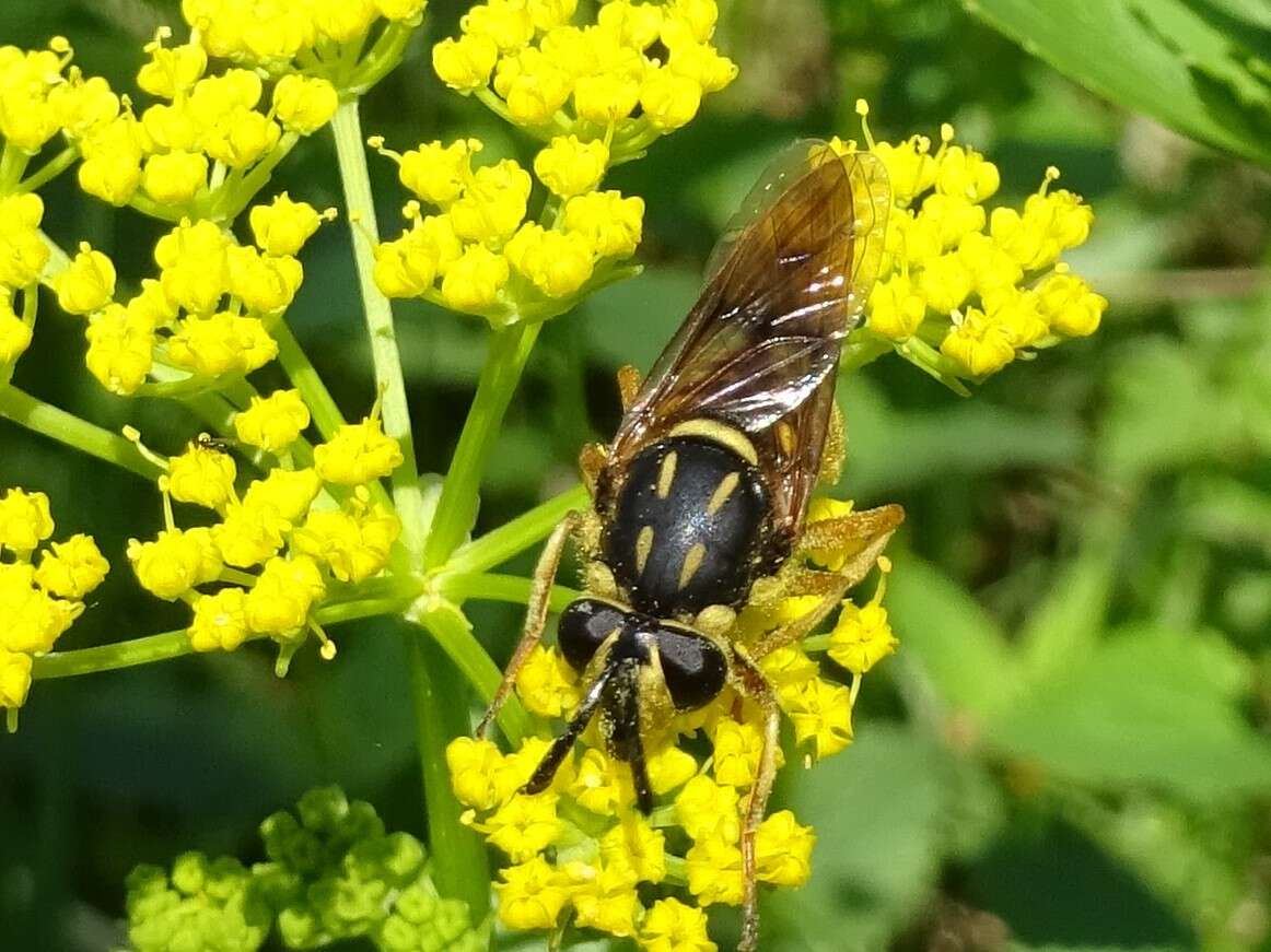 Sivun Sphecomyia vittata (Wiedemann 1830) kuva