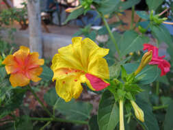 Image of Four o'Clock flower