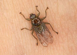 Image of louse flies