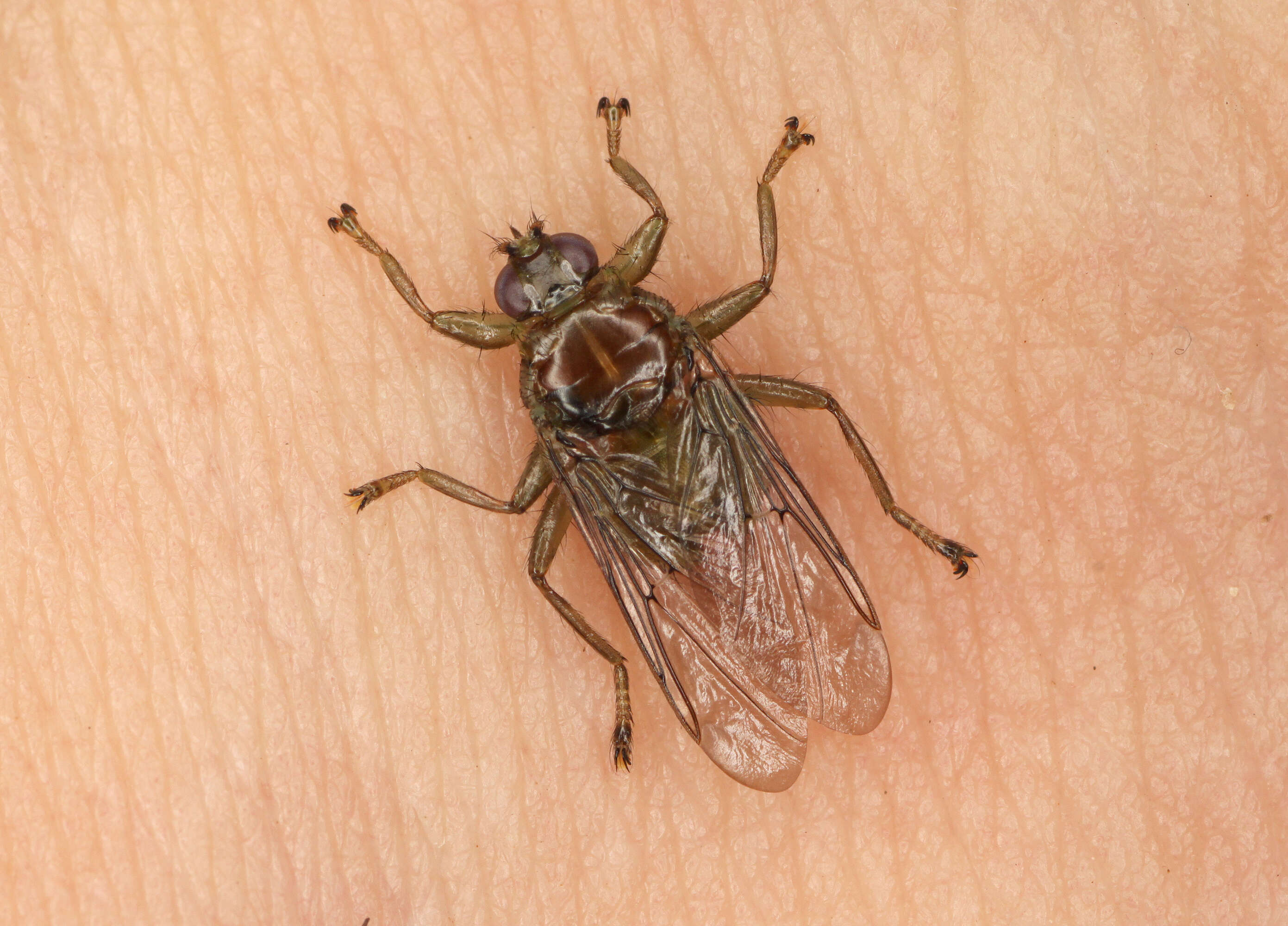 Image of louse flies