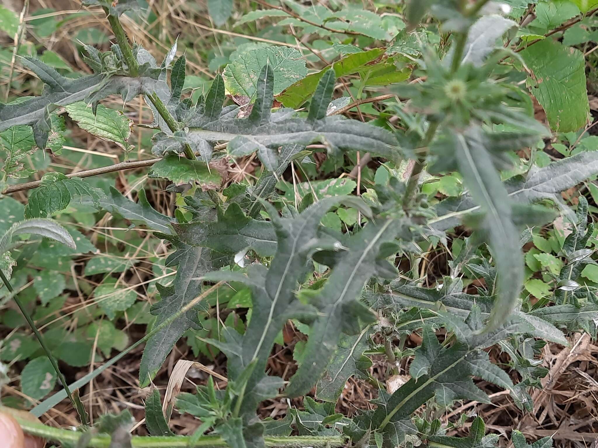 Слика од Cirsium ciliatum (Murray) Moench