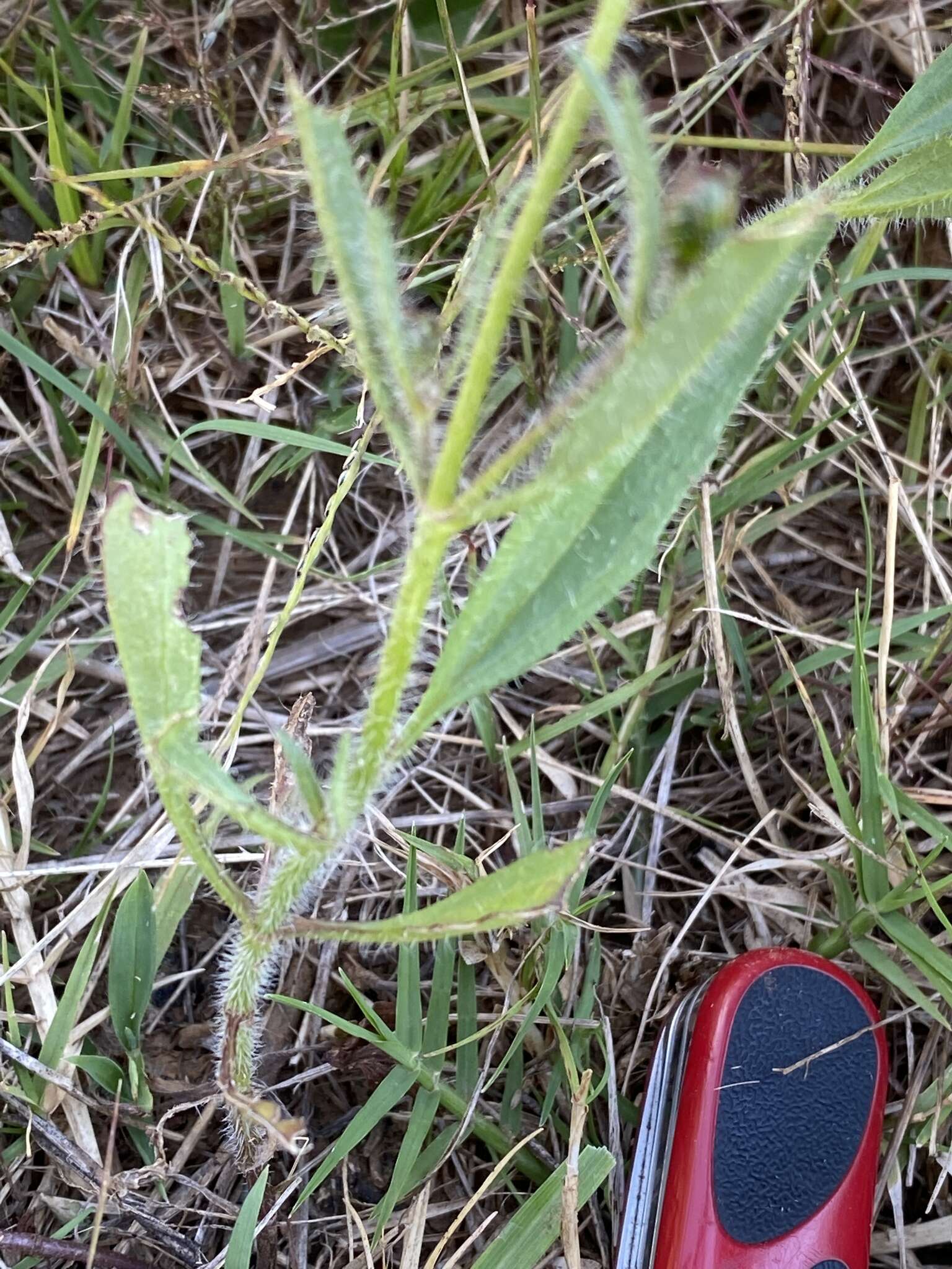 Image de Tridax trilobata (Cav.) Hemsl.