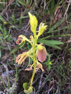 Image of tropical widelip orchid