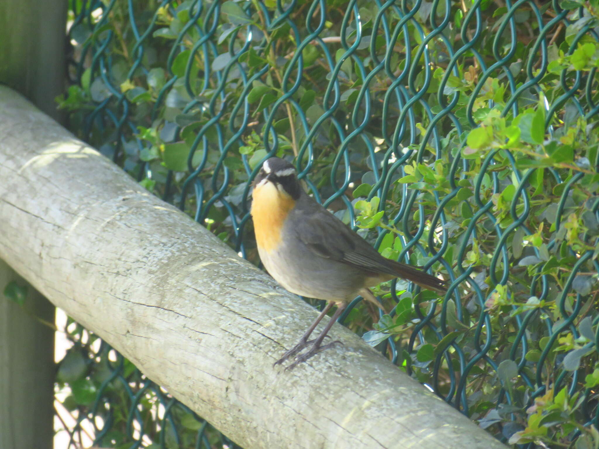 Image of Cape Robin