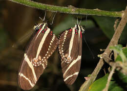 Image of Zebra Longwing