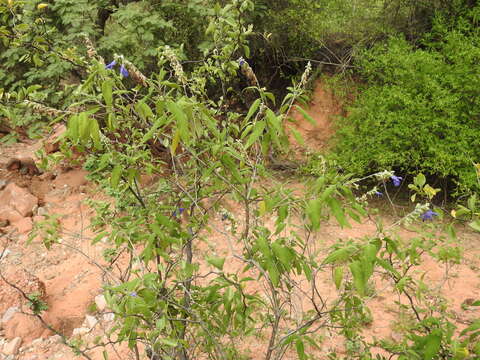 Image of Salvia retinervia Briq.