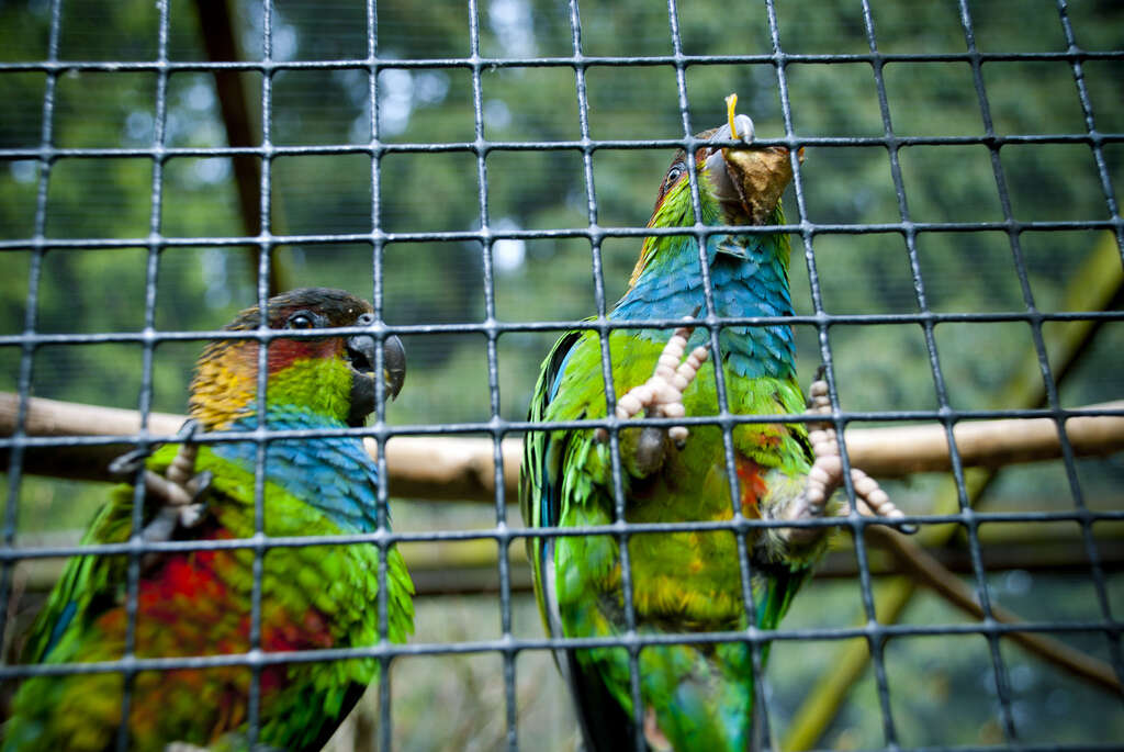 Image of Blue-throated Parakeet