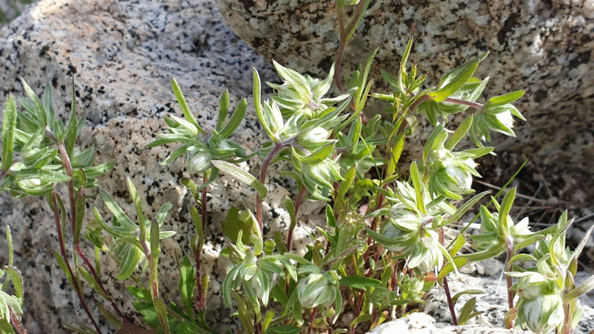 Image of woollyhead neststraw