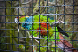 Image of Blue-throated Parakeet