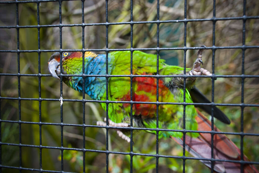 Image of Blue-throated Parakeet