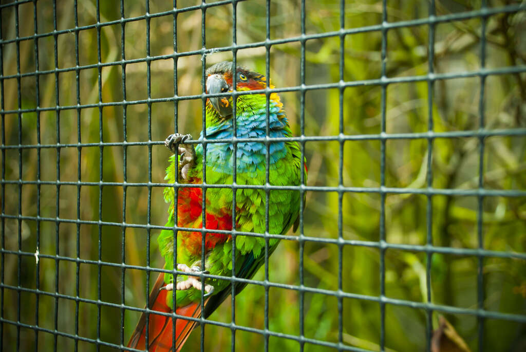 Image of Blue-throated Parakeet