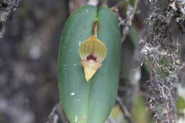 Imagem de Pleurothallis siphoglossa Luer & R. Escobar