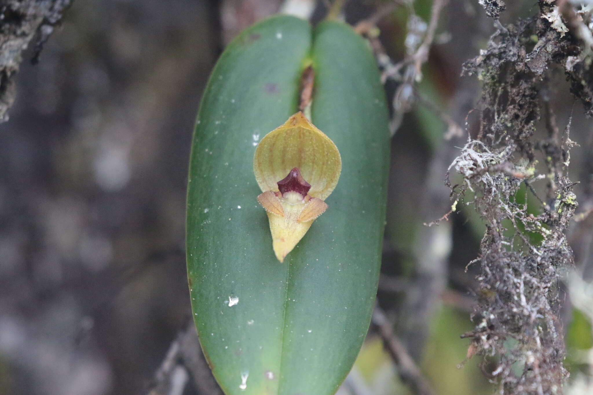 Imagem de Pleurothallis siphoglossa Luer & R. Escobar