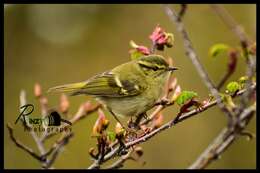 Слика од Phylloscopus chloronotus (Gray, JE, Gray & GR 1847)