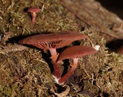 Image of Tubaria rufofulva (Cleland) D. A. Reid & E. Horak 1983