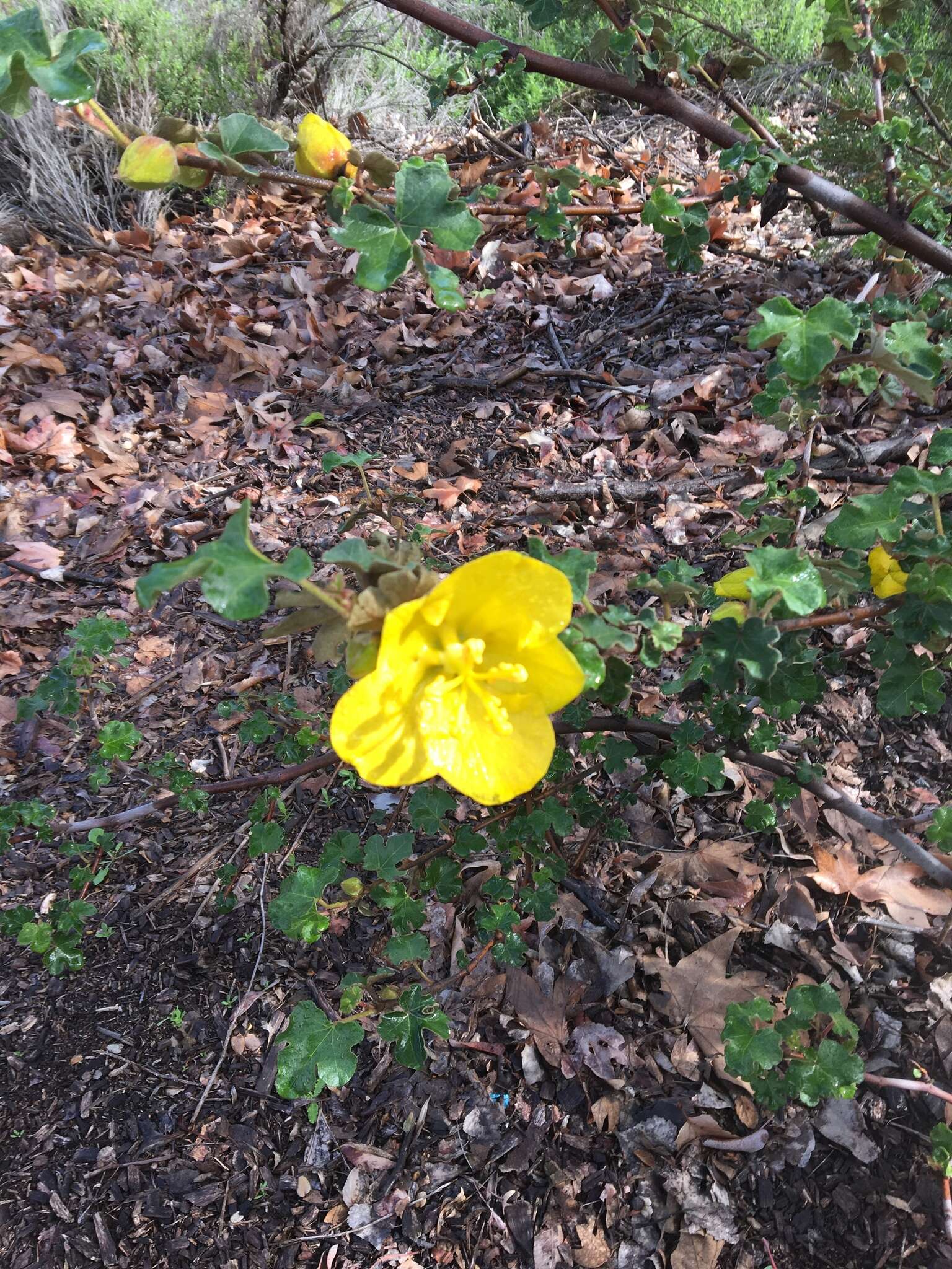 Imagem de Fremontodendron mexicanum Davidson