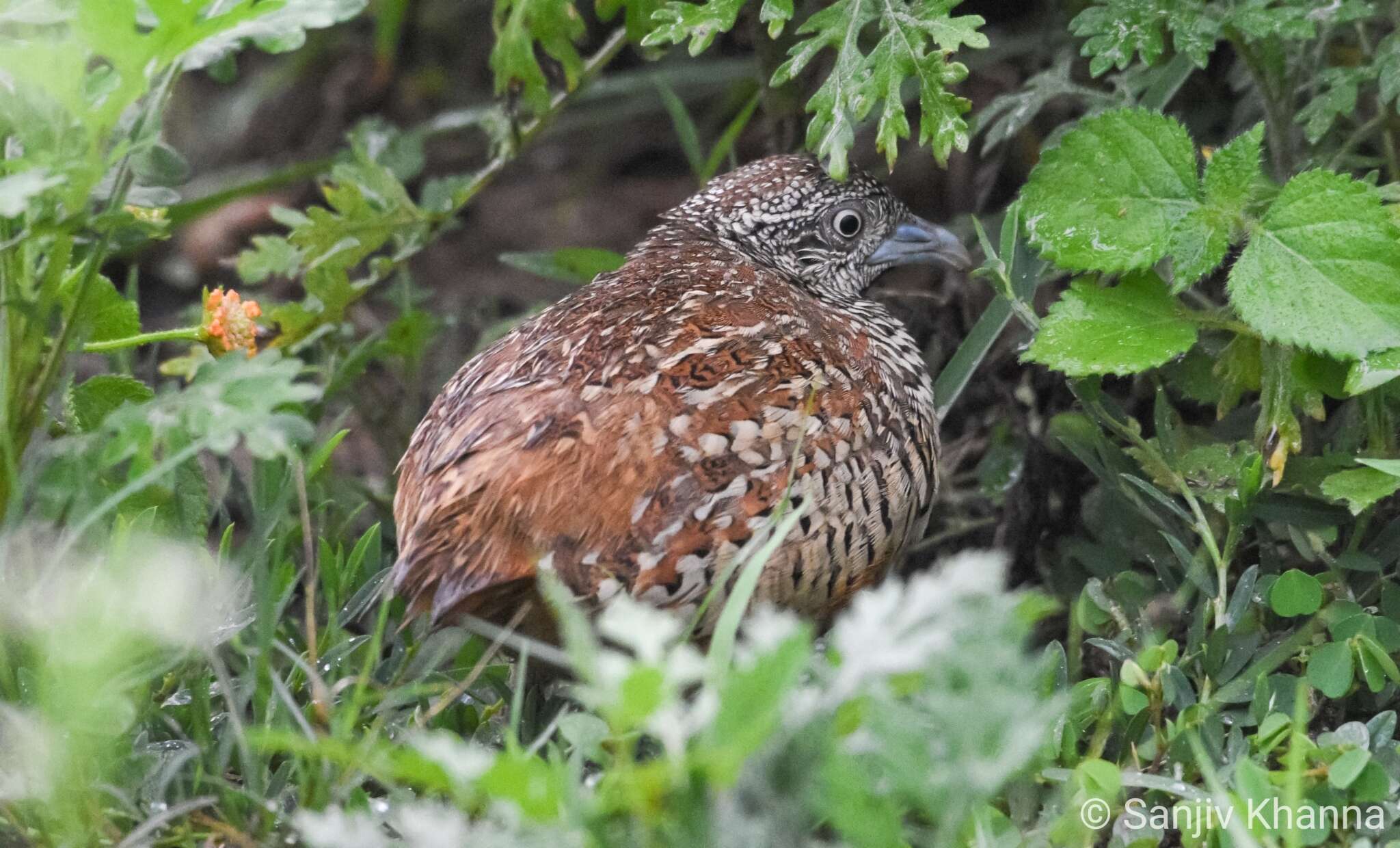 Image of Barred Buttonquail