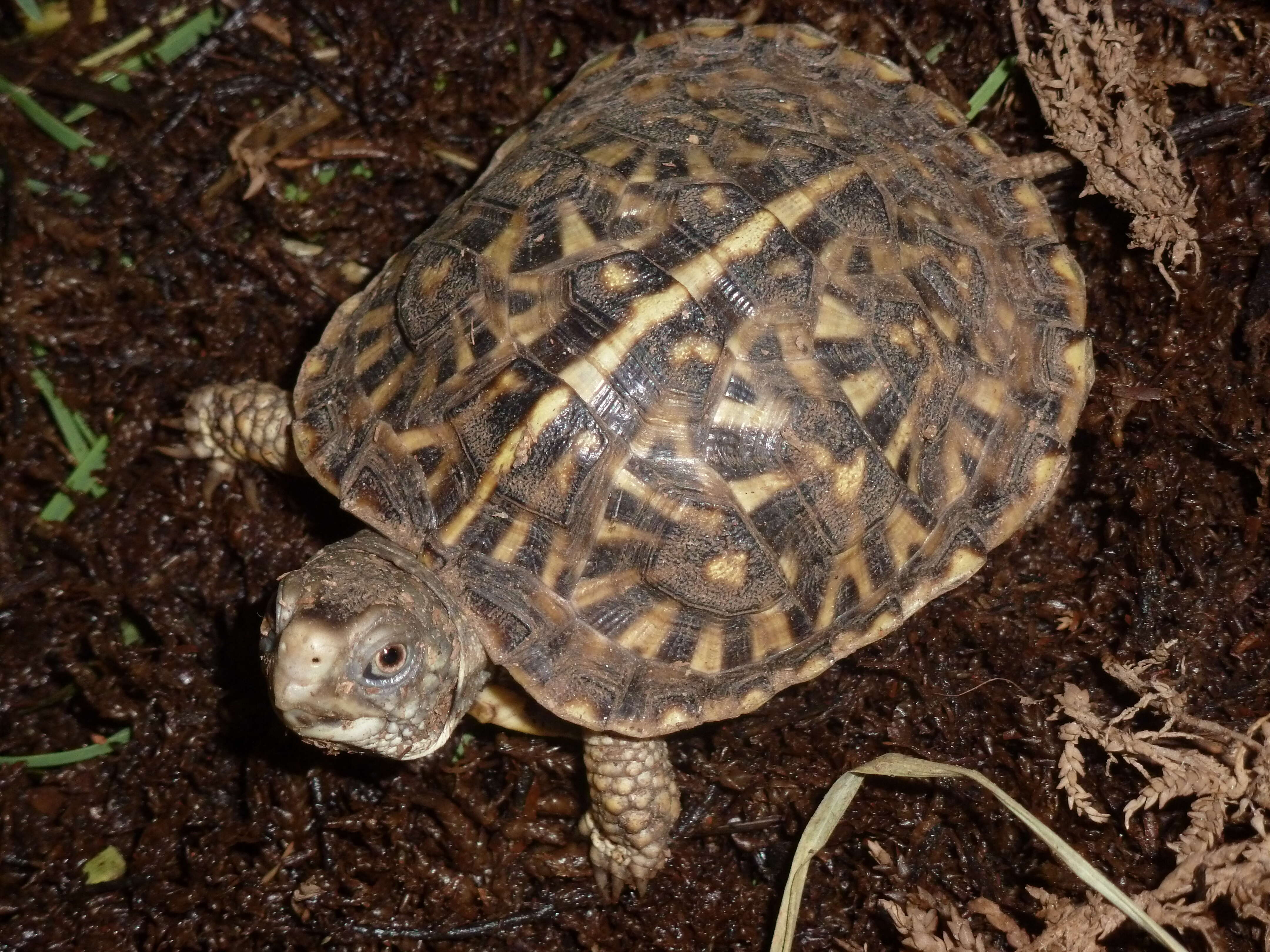 Image of Ornate Box Turtle