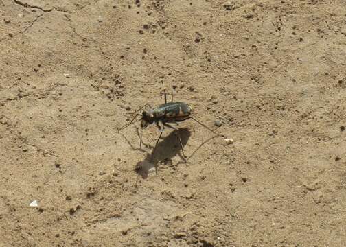 Image of Cicindela (Cicindelidia) schauppii G. Horn 1876