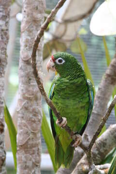 Image of Puerto Rican Amazon