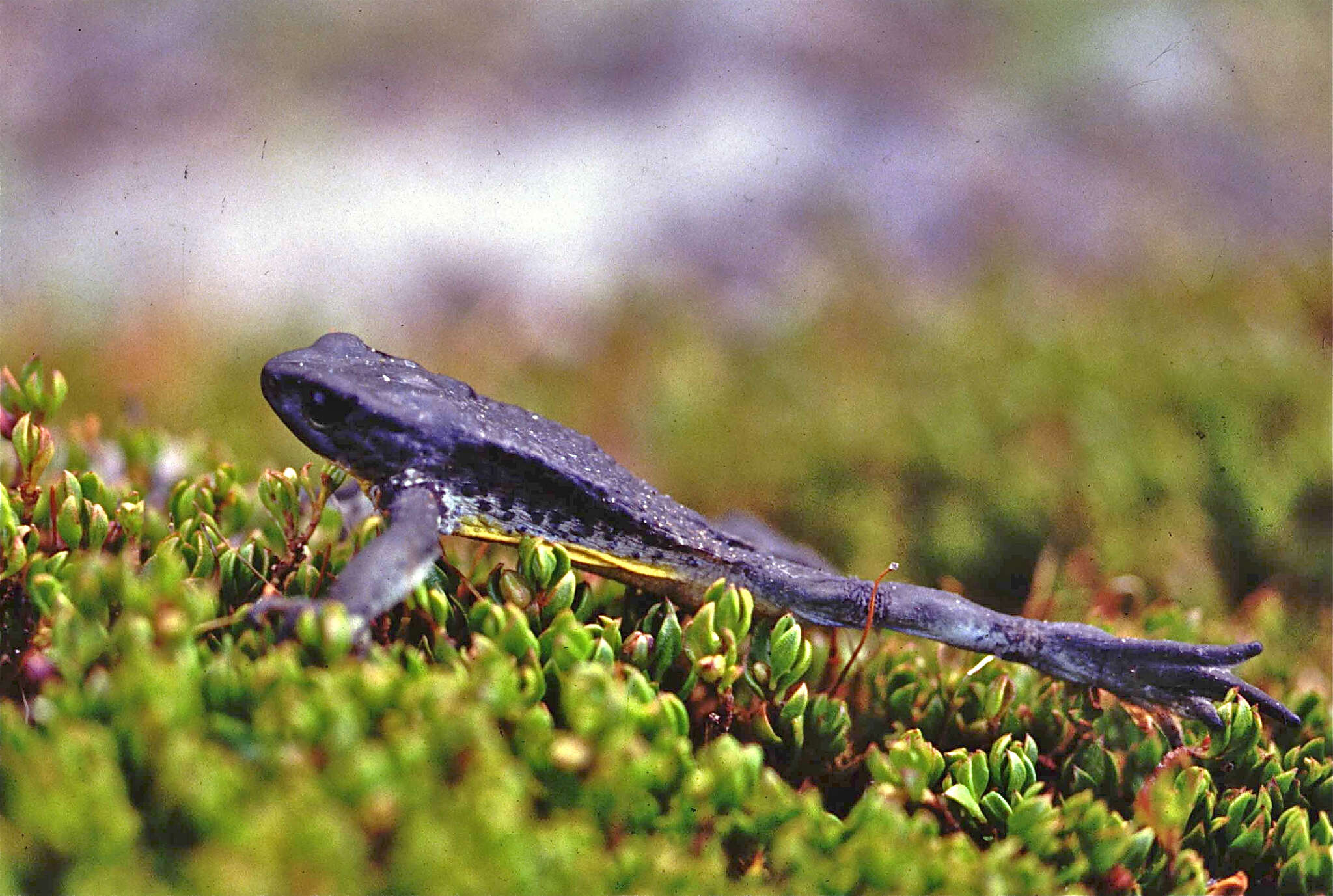 Image of Atelopus pastuso Coloma, Duellman, Almendáriz, Ron, Terán-Valdez & Guayasamin 2010