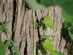 Image of Leptocoris augur (Fabricius 1781)