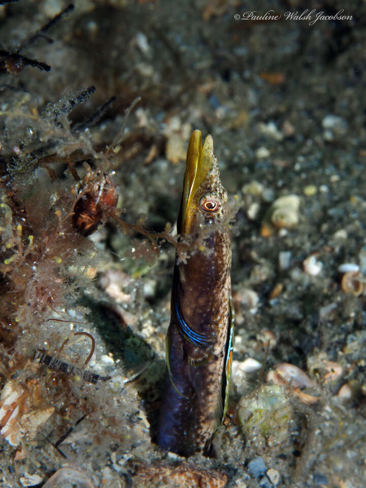 Image of Bluethroat Pikeblenny