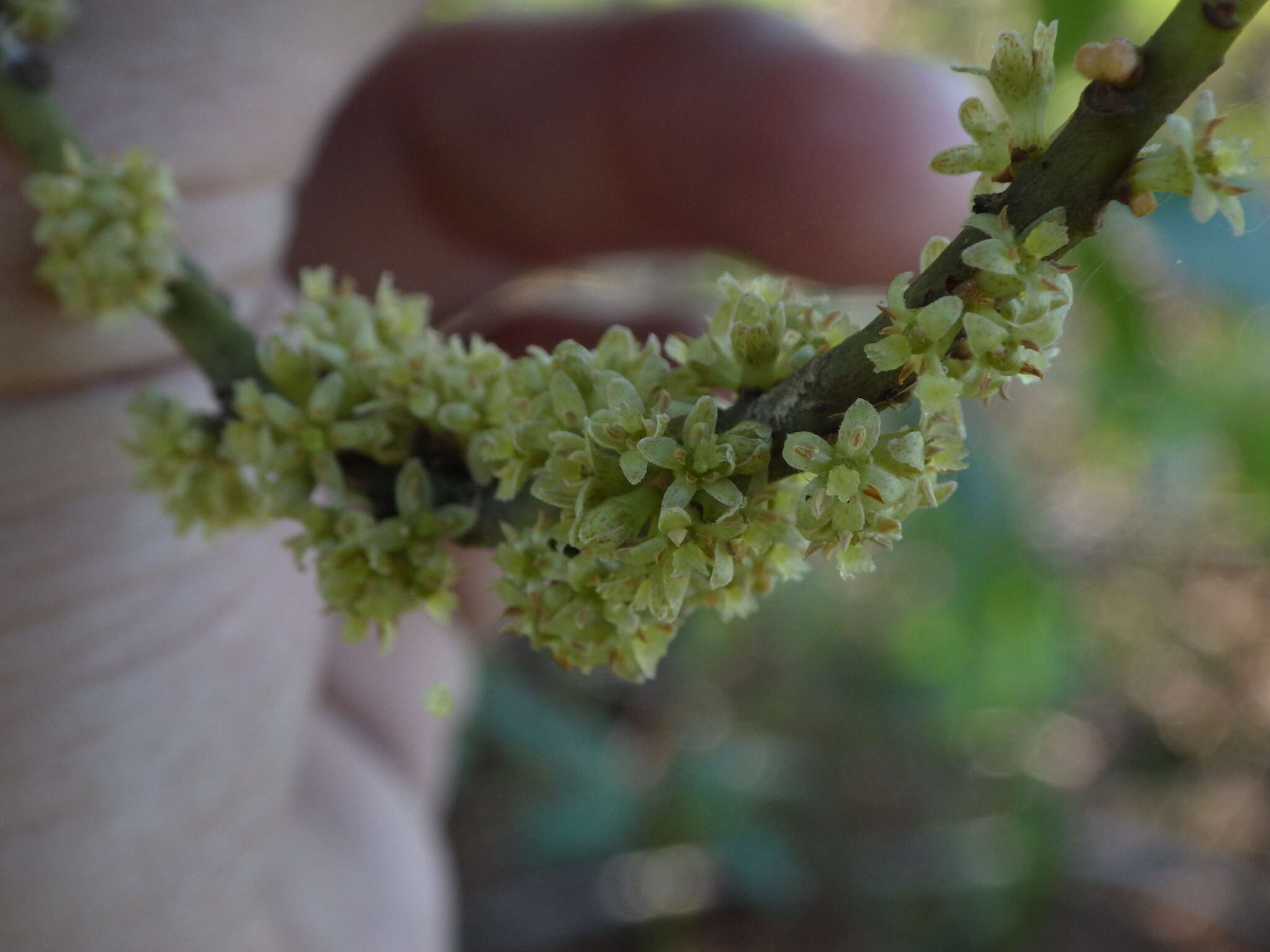 Image de Myrsine floridana A. DC.